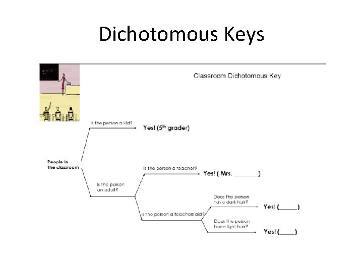 Dichotomous Keys 