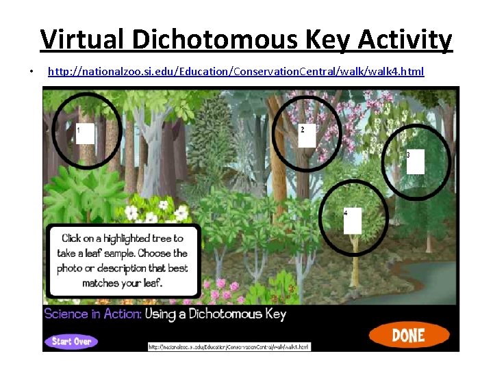 Virtual Dichotomous Key Activity • http: //nationalzoo. si. edu/Education/Conservation. Central/walk 4. html 