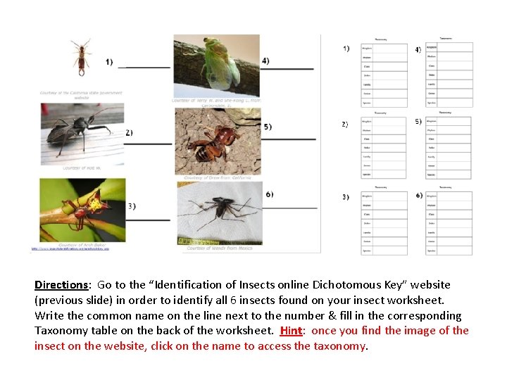 Directions: Go to the “Identification of Insects online Dichotomous Key” website (previous slide) in