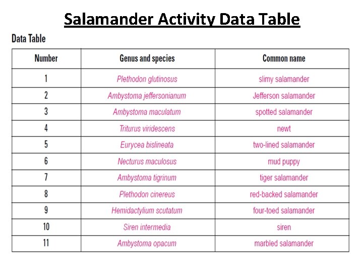 Salamander Activity Data Table 