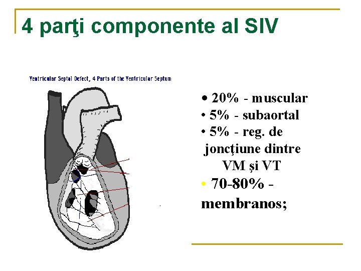 4 parţi componente al SIV • 20% - muscular • 5% - subaortal • 4 parţi componente al SIV • 20% - muscular • 5% - subaortal •