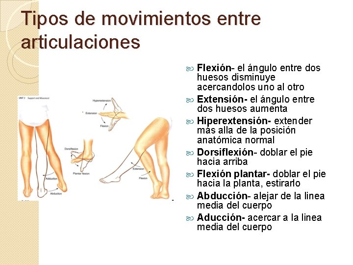 Tipos de movimientos entre articulaciones Flexión- el ángulo entre dos huesos disminuye acercandolos uno