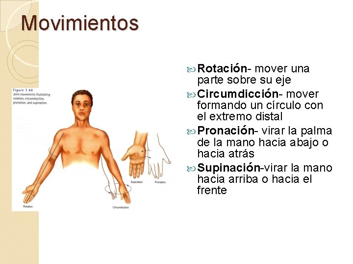 Movimientos Rotación- mover una parte sobre su eje Circumdicción- mover formando un círculo con