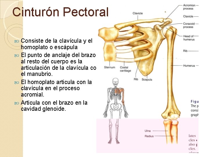 Cinturón Pectoral Consiste de la clavícula y el homoplato o escápula El punto de