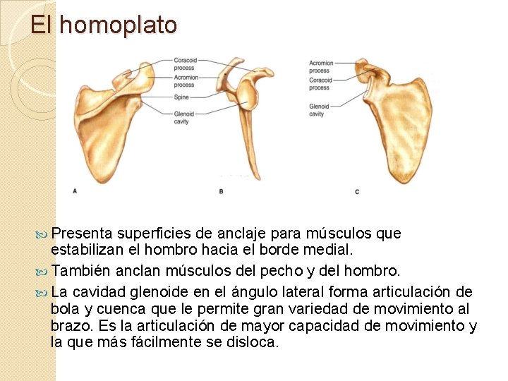 El homoplato Presenta superficies de anclaje para músculos que estabilizan el hombro hacia el