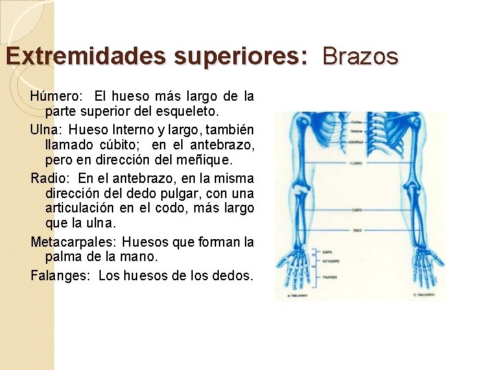 Extremidades superiores: Brazos Húmero: El hueso más largo de la parte superior del esqueleto.
