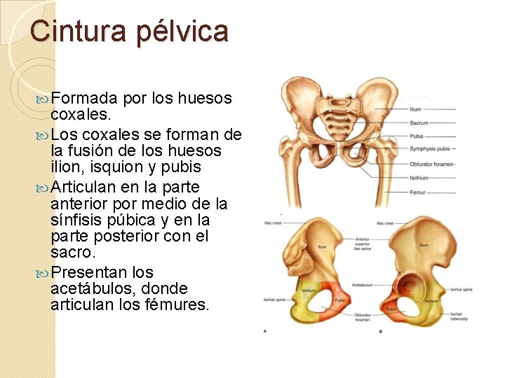 Cintura pélvica Formada por los huesos coxales. Los coxales se forman de la fusión