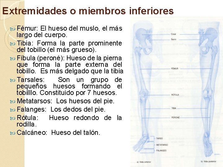 Extremidades o miembros inferiores Fémur: El hueso del muslo, el más largo del cuerpo.