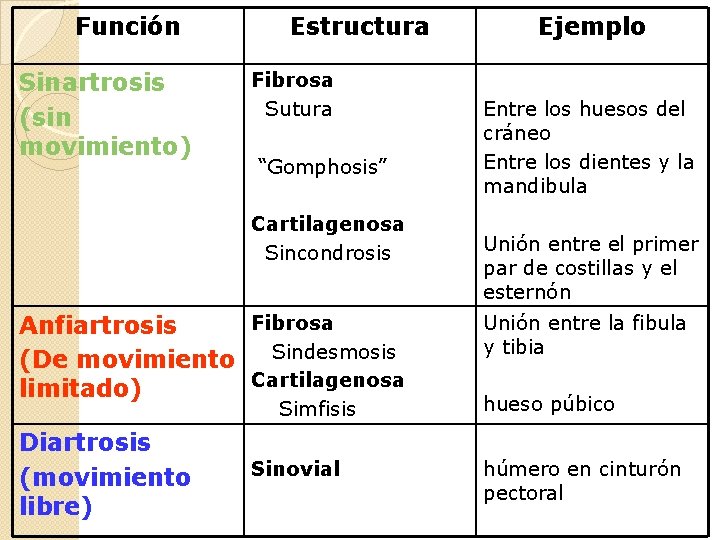 Función Sinartrosis (sin movimiento) Estructura Fibrosa Sutura “Gomphosis” Cartilagenosa Sincondrosis Fibrosa Anfiartrosis Sindesmosis (De