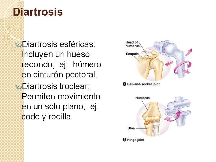 Diartrosis esféricas: Incluyen un hueso redondo; ej. húmero en cinturón pectoral. Diartrosis troclear: Permiten