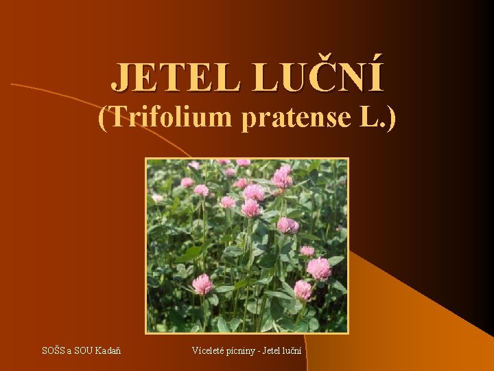 JETEL LUČNÍ (Trifolium pratense L. ) SOŠS a SOU Kadaň Víceleté pícniny - Jetel