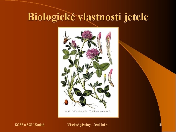 Biologické vlastnosti jetele SOŠS a SOU Kadaň Víceleté pícniny - Jetel luční 4 