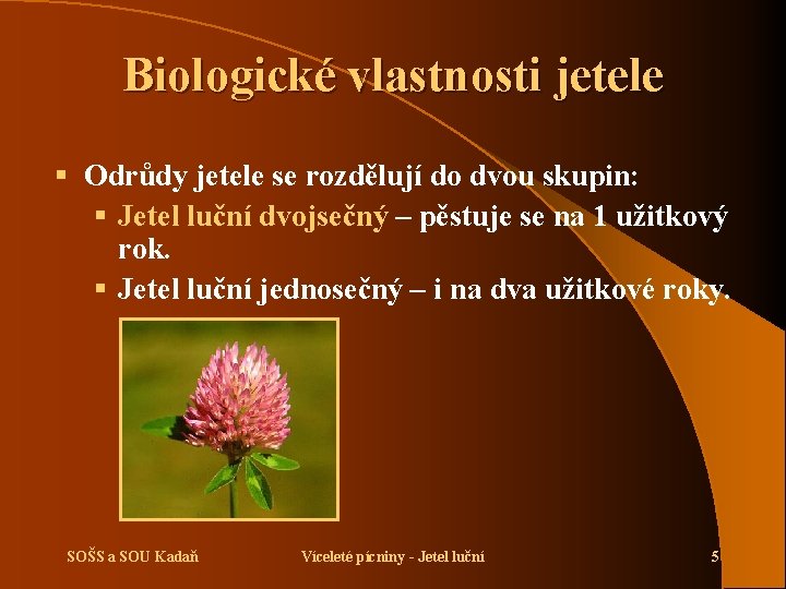 Biologické vlastnosti jetele § Odrůdy jetele se rozdělují do dvou skupin: § Jetel luční