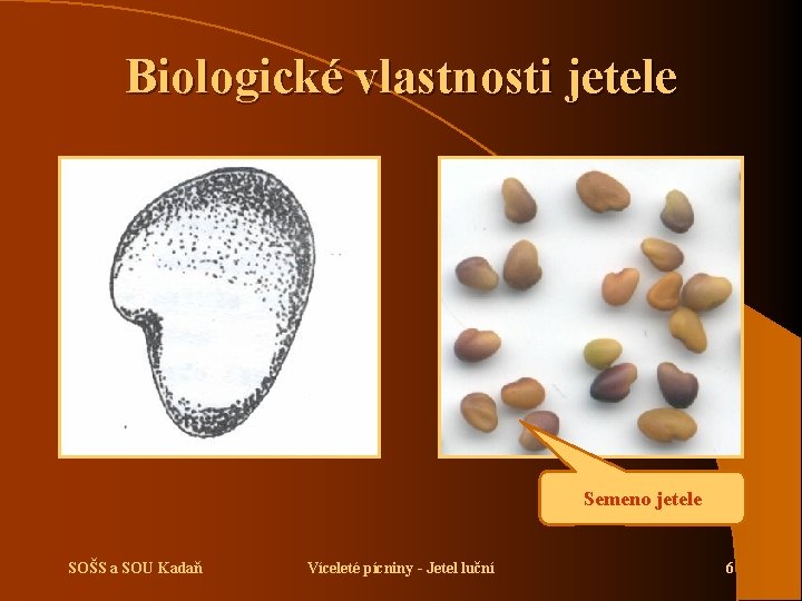 Biologické vlastnosti jetele Semeno jetele SOŠS a SOU Kadaň Víceleté pícniny - Jetel luční