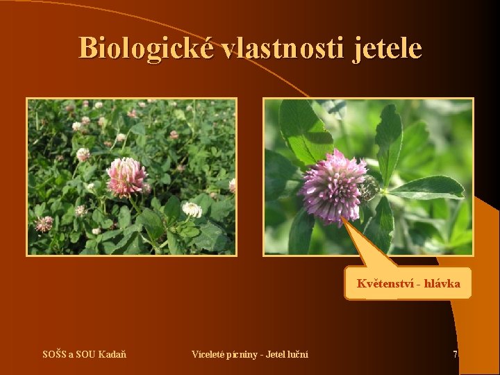 Biologické vlastnosti jetele Květenství - hlávka SOŠS a SOU Kadaň Víceleté pícniny - Jetel