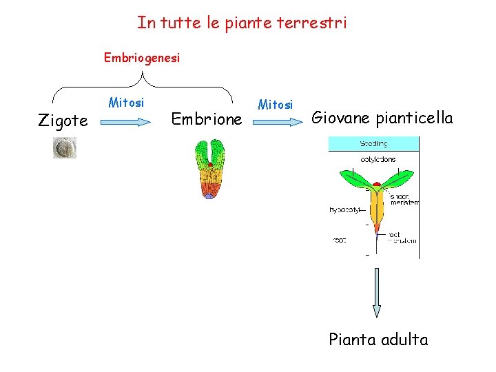 In tutte le piante terrestri Embriogenesi Zigote Mitosi Embrione Mitosi Giovane pianticella Pianta adulta