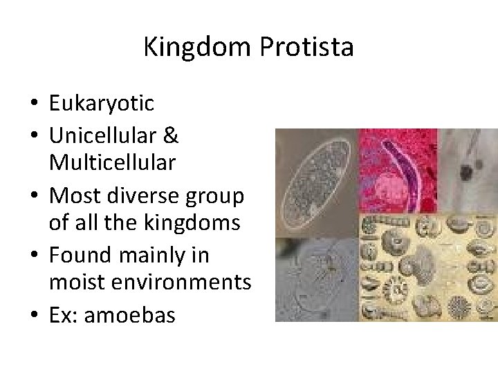 Kingdom Protista • Eukaryotic • Unicellular & Multicellular • Most diverse group of all