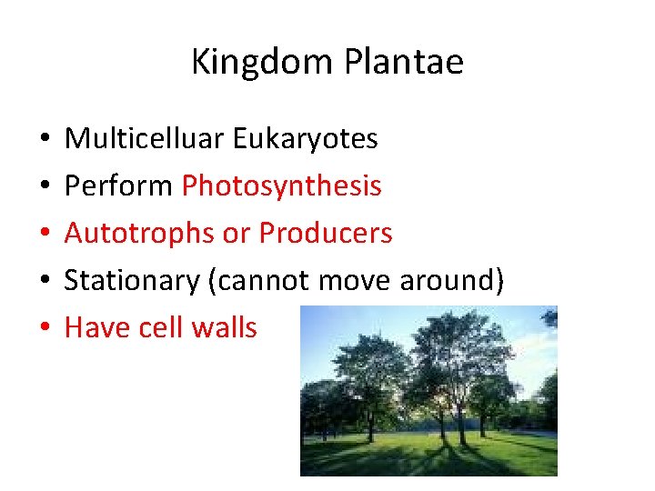 Kingdom Plantae • • • Multicelluar Eukaryotes Perform Photosynthesis Autotrophs or Producers Stationary (cannot