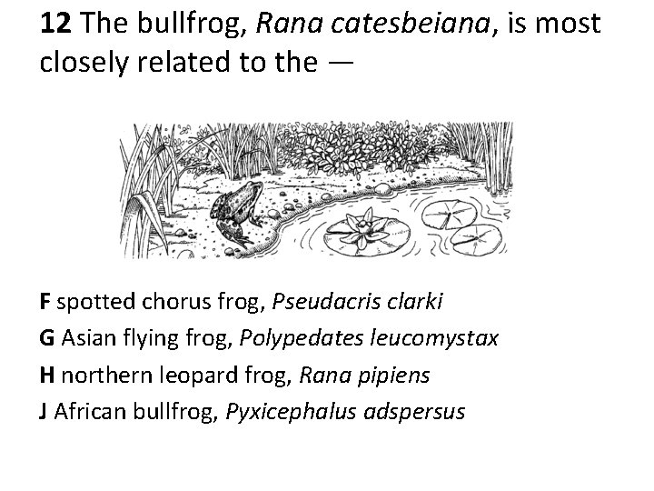 12 The bullfrog, Rana catesbeiana, is most closely related to the — F spotted