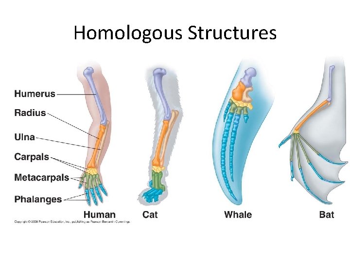 Homologous Structures 