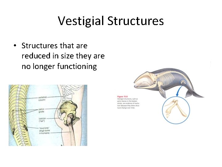 Vestigial Structures • Structures that are reduced in size they are no longer functioning