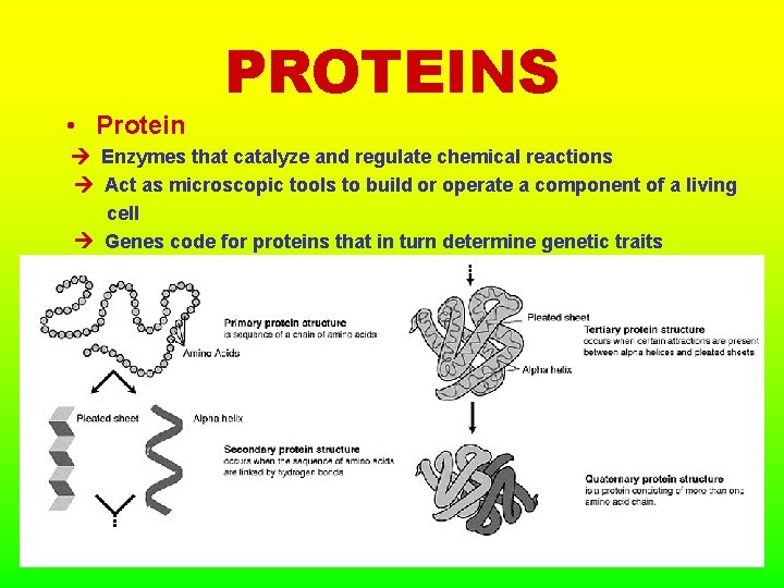  • Protein PROTEINS Enzymes that catalyze and regulate chemical reactions Act as microscopic