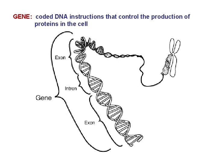 GENE: coded DNA instructions that control the production of proteins in the cell 