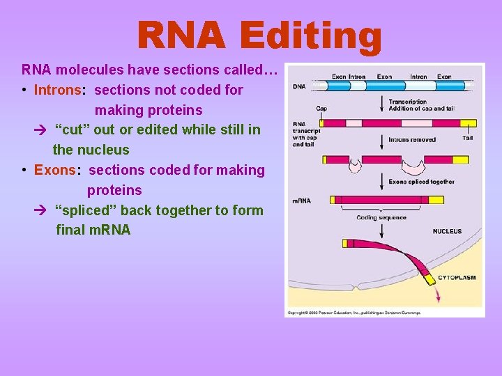 RNA Editing RNA molecules have sections called… • Introns: sections not coded for making