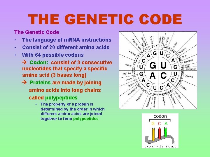 THE GENETIC CODE The Genetic Code • The language of m. RNA instructions •