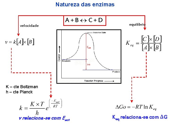 Natureza das enzimas velocidade A+B C+D equilíbrio K – cte Boltzman h – cte