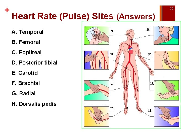 + 10 Heart Rate (Pulse) Sites (Answers) A. Temporal A. E. B. F. B.