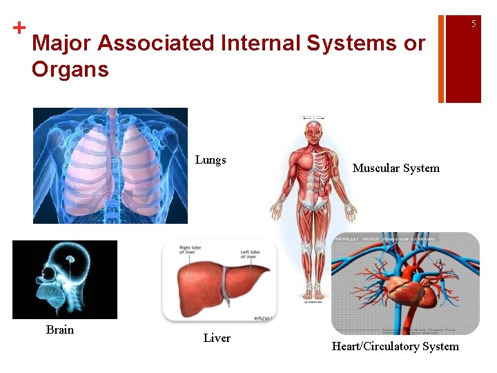 + 5 Major Associated Internal Systems or Organs Lungs Brain Liver Muscular System Heart/Circulatory