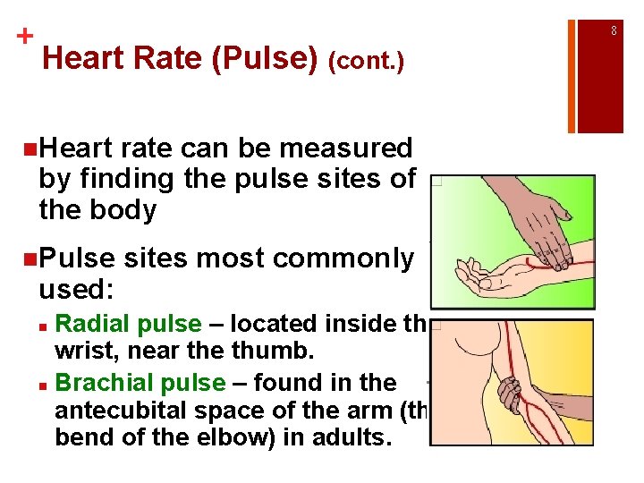 + 8 Heart Rate (Pulse) (cont. ) n. Heart rate can be measured by