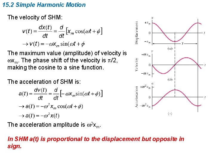 15. 2 Simple Harmonic Motion The velocity of SHM: The maximum value (amplitude) of