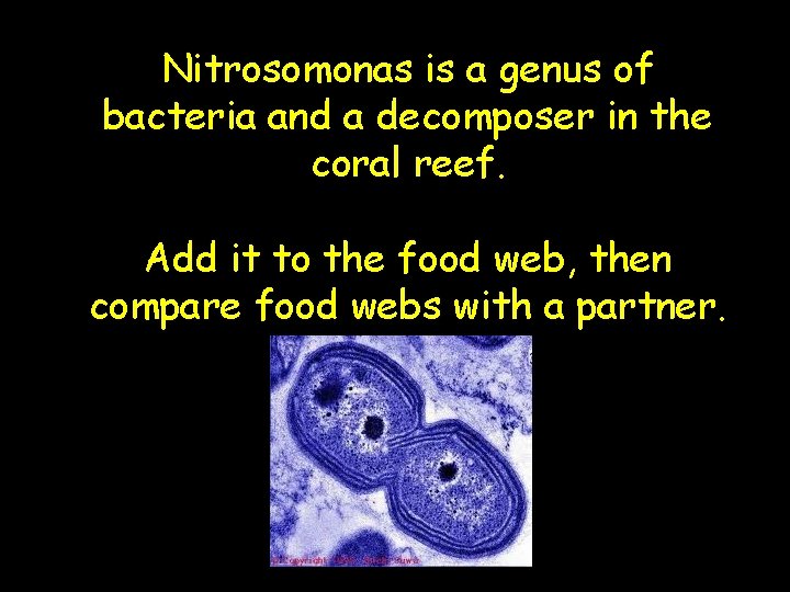 Nitrosomonas is a genus of bacteria and a decomposer in the coral reef. Add