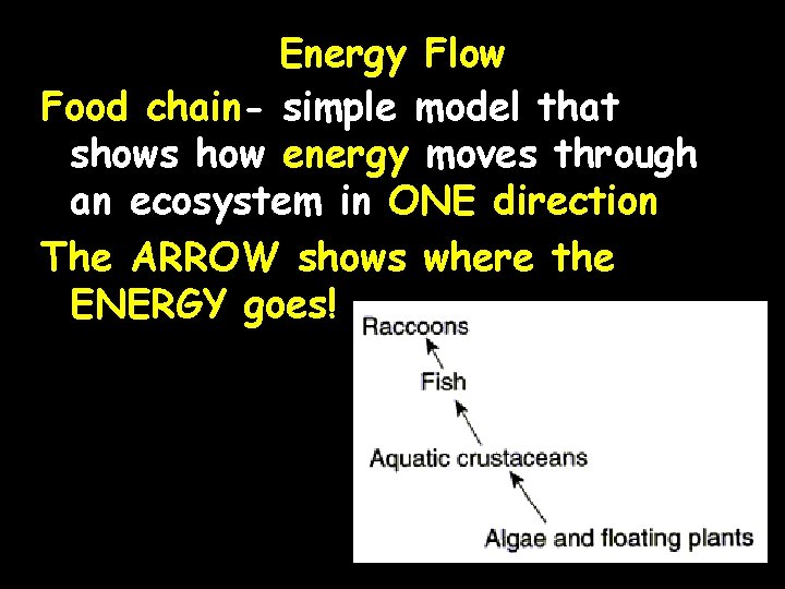 Energy Flow Food chain- simple model that shows how energy moves through an ecosystem