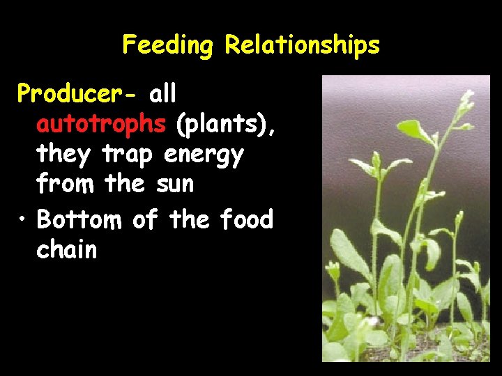 Feeding Relationships Producer- all autotrophs (plants), they trap energy from the sun • Bottom