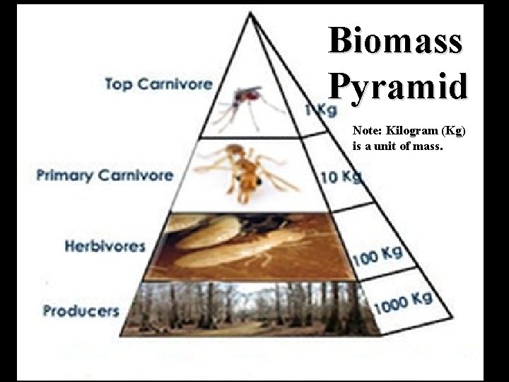 Biomass Pyramid Note: Kilogram (Kg) is a unit of mass. 