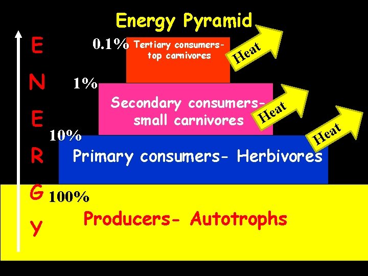 Energy Pyramid E N E R 0. 1% Tertiary consumerstop carnivores 1% Secondary consumers-