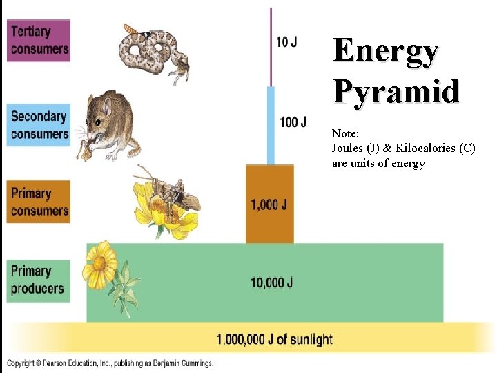 Energy Pyramid Note: Joules (J) & Kilocalories (C) are units of energy 