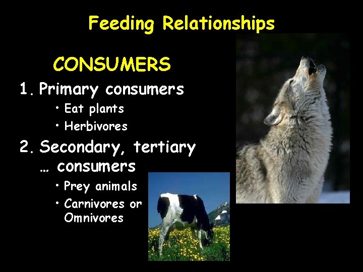 Feeding Relationships CONSUMERS 1. Primary consumers • Eat plants • Herbivores 2. Secondary, tertiary