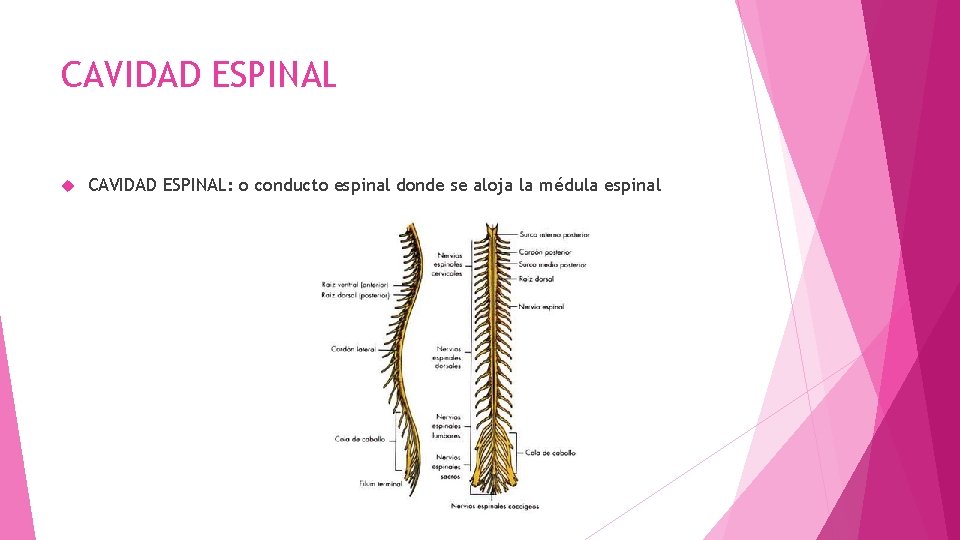 CAVIDAD ESPINAL CAVIDAD ESPINAL: o conducto espinal donde se aloja la médula espinal 
