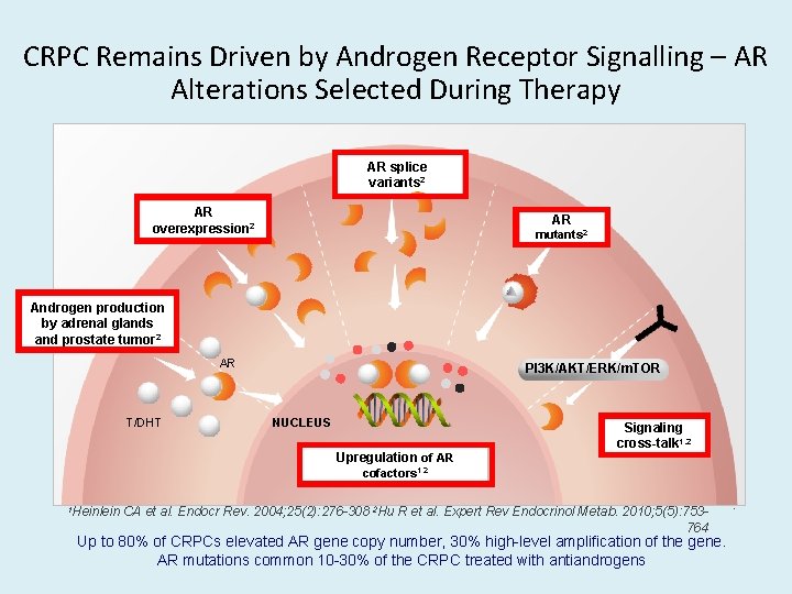 CRPC Remains Driven by Androgen Receptor Signalling – AR Alterations Selected During Therapy AR