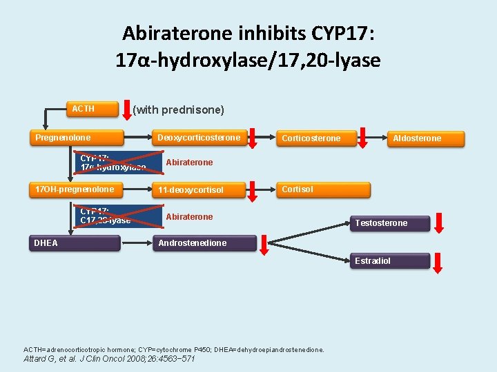 Abiraterone inhibits CYP 17: 17α-hydroxylase/17, 20 -lyase ACTH (with prednisone) Pregnenolone CYP 17: 17α-hydroxylase