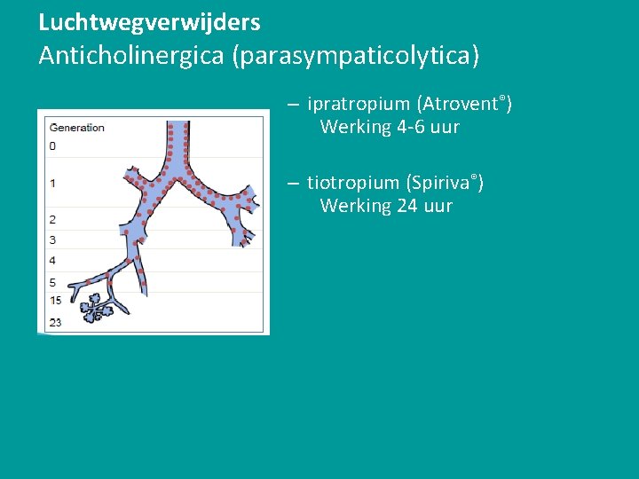 Luchtwegverwijders Anticholinergica (parasympaticolytica) – ipratropium (Atrovent®) Werking 4 -6 uur – tiotropium (Spiriva®) Werking