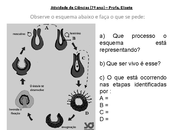 Atividade de Ciências (7º ano) – Profa. Elisete Observe o esquema abaixo e faça