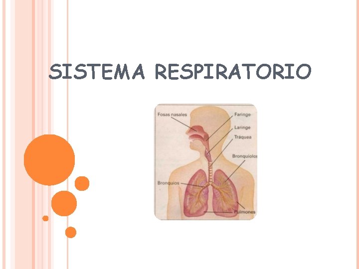 SISTEMA RESPIRATORIO 