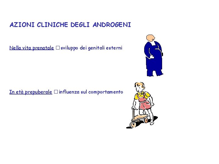 AZIONI CLINICHE DEGLI ANDROGENI Nella vita prenatale � sviluppo dei genitali esterni In età