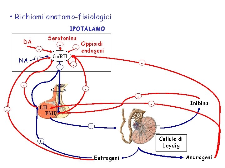  • Richiami anatomo-fisiologici IPOTALAMO DA NA + Serotonina Oppioidi endogeni Gn. RH +