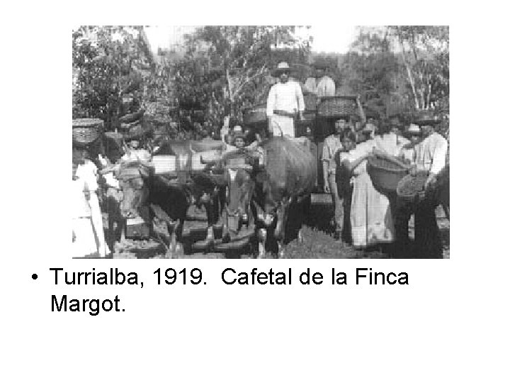  • Turrialba, 1919. Cafetal de la Finca Margot. 